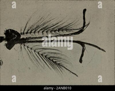 Communications médicales du Massachusetts Medical Society . Fig. 2. Chef de Culex stimulans. Plaque femelle II.. Fig. 3.Tête d'Anopheles maculipennis. Des hommes. Banque D'Images