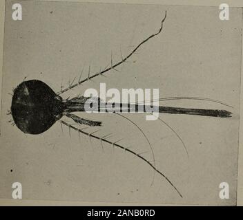 Communications médicales du Massachusetts Medical Society . Fig. 1.Tête de Culex stimulans. Mâle.. Fig. 2. Chef de Culex stimulans. Plaque femelle II. Banque D'Images