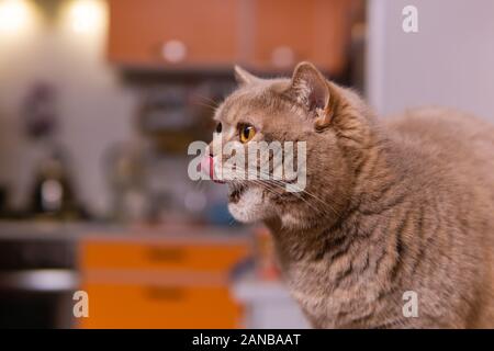 le chat écossais droit mignon lèche sa bouche pleine après avoir mangé Banque D'Images