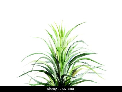 L'été imprimer jungle exotique tropical plante feuilles de palmier. Nature papier peint. Banque D'Images