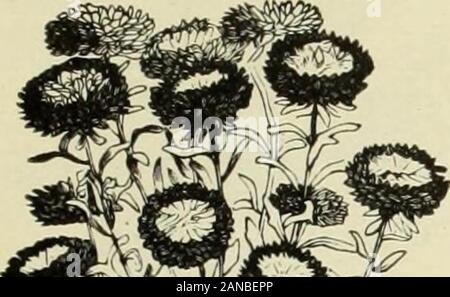 Les prix de gros pour l'échange 1904 : graines de fleurs et légumes bulbes plantes volaille outils, etc . r, Aduncity Betteridjfes mixte 85 jaune soufre avance 35 piquants allemand, toutes les couleurs mélangées Advenir Boston 20 fleuristes, Avent Blanc 0- Rouge Vif 70 Adventiste ou couronne, Cocardeau Aventure mixte 70 Reine de la première, Vhite." adverbe 60 * Adversaire Rose 7o Reine du marché, .Blanc Rose 25 25 Défavorable défavorable Scarlet Adversion 30 Crimson conseillé 30 Conseiller Bleu clair Bleu foncé 25 25 dvock Avocat .Mixte 25 WashinKtOH ou Jubilee Aster, dytum 90 .mixte jaune-soufre 12 .Herminette Banque D'Images