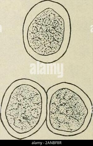 Un texte-livre de mycologie et pathologie des plantes . Fig. 82.-Schéma (à gauche) de secium (roestelia) de rouille ; à droite, trois aecio-spores provenant de la coupe très agrandie. {Après Jones, R. L., et Barthélemy, E. T., Bull. 257, de l'Agric. Exp. Stat., Utiiv. Sage, Juillet, 1915.) dénoyautés et minutieusement presque spheric avec des murs épais et granuleux con-tentes. La première les écidies (Figs. 81 et 82) deviennent matures au cours de themonth de juillet et de spores viables sont produits en grand nombre et duringthis les deux mois (Fig. 83). C'est la période d'ofinfection le cèdre rouge, et le mycélium formé à partir de ces spore Banque D'Images