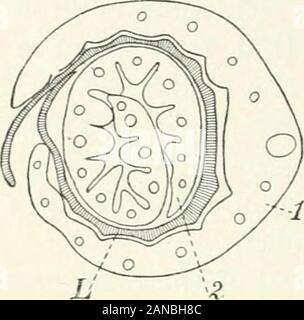 Organography de plantes, en particulier de l'archegoniatae et spermaphyta . orgue, et c'est conforme à ce que nous avons vu dans le stipuleof axillaires, Caltha et ailleurs. Le temps relativement court pendant lequel le ligulehas à accomplir sa fonction, explique aussi son habituellement construction délicate,à propos de laquelle, cependant, nous ne pouvons pas dire grand-chose ici. Si en plus cette onefunction par rapport à l'oeuf la ligule a une autre fonction afterunfolding, je ne peux pas dire. Il doit suffire que j'ai montré le conjecturehitherto acceptée concernant la fonction de la ligule à être certainlyincorrect dans le c Banque D'Images