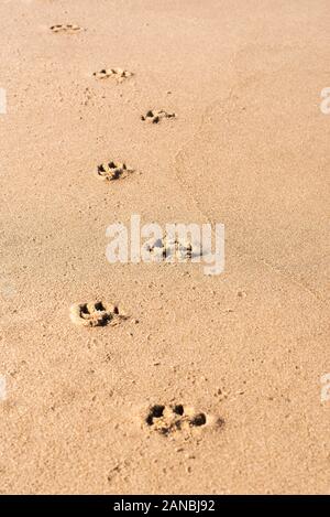 Des empreintes de chien jaune sur le sable humide en plein soleil, sur la journée d'été, sur l'île de Sylt en Allemagne. Traces d'animaux dans le sable. Marcher seul sur la plage. Des traces dans le sable Banque D'Images