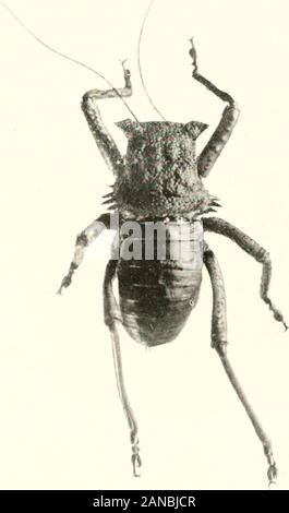 Merveilles de la vie d'insectes ; un compte rendu populaire de la structure et de l'habitude . Banque D'Images