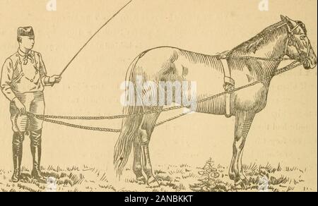 Jesse Beery's système pratique de formation colt . orse est derrière le véhicule, vous aurez votre totwist près du cou pour voir comment il est. Il ne sera pas en mesure de voir les trous de thechuck, et il devra se faire trébucher à travers eux, et peut-être bumphimself souvent contre le véhicule, tandis que s'il était à côté de vous il seewhere pourrait il quitterait, et vous pouvez gérer sans le tourner autour de lui en lavis à le voir. Un seul homme peut conduire, et conduire un cheval de cette façon à peu près aussi bien asif il n'était un cheval, pour une fois que l'enseignement d'un cheval à conduire avec ce cordon, hewill jamais l'oublier. Banque D'Images