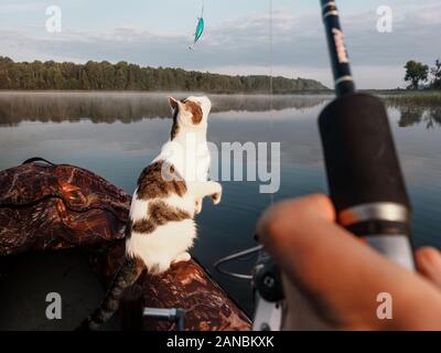 Chat domestique jouit de la liberté à l'extérieur de la chambre sur la pêche avec les propriétaires en début de matinée dans la nature. Le chat la pêche sur le bateau gonflable sur le Banque D'Images