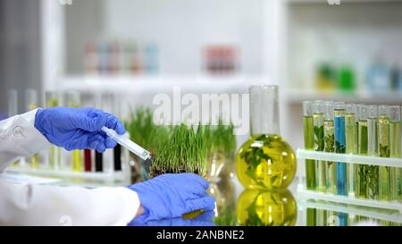 L'injection de biologiste en engrais, pesticides agropyre test development Banque D'Images