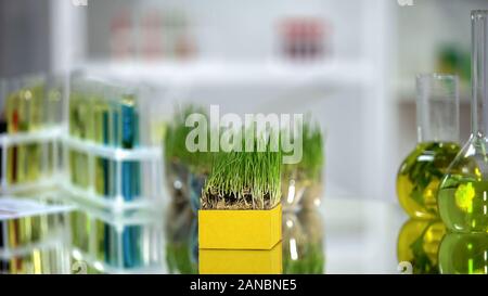 Échantillon d'agropyre et tubes avec pesticides engrais colorés anf sur table lab Banque D'Images