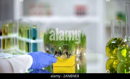 L'examen de l'échantillon d'agropyre biochimiste avec loupe, qualité nutritive Banque D'Images