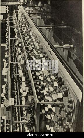 Pépinières de Mount Hope établi 1840 : catalogue général . Certains de nos pivoines LEADINGSPECIALTIES Phloxes Iris Spiraea Anthony Waterer érables du Japon dans les bacs NeV lilas pourpre simple et double prune Feuilles Nouveau DeutziasNew AlbaNew Hydrangea arborescens grandiflora simple boule de roses du Japon l'érable feuilles coupées Wiers Schwedler Erable Tilleul Dasystyla nain de Sibérie (érable) J.lJ catalpa bungei Flovered ThornsBismarck Double tête fine Japon Cerisier pleureur Apple Hardy Plantes Plantes ^ Tous les ci-dessus sont décrites dans notre Catalogue général ofFruit et arbres d'ornement. La floraison Banque D'Images