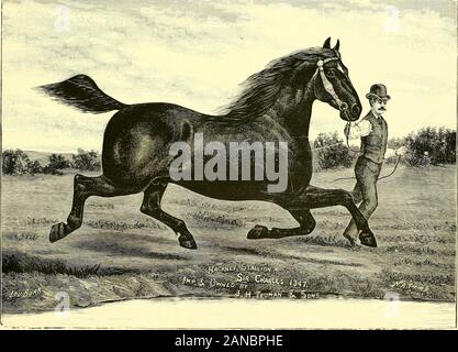 Catalogue de Truman de Haras des pionniers : les importateurs, les exportateurs et les sélectionneurs de Shire, PERCHERON, Belge, Suffolk et Hackney chevaux . Bushnell, 111. M.J. H. Truman (principal) est de sortir avec (dans ? Expédition. t^* (• ?, astuce * Le Haras de Pioneer. Les éleveurs (Gazette du Canada, le 20 août 1902.)que les éleveurs et les importateurs de Shires et Hackney chevaux le PioneerStud ferme à Bushnell, 111., est parmi les vieux finlandais de th(pays. Son début a été vu à l'Union Stock Yards, Chicago, en1878, mais son entreprise en expansion, il est nécessaire de rechercher un lieu atsome point central dans le pays et B Banque D'Images