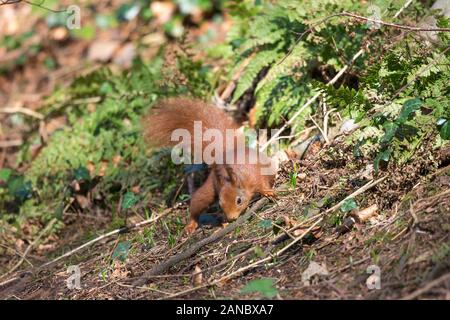 Gros plan de l'écureuil roux du Royaume-Uni (Sciurus vulgaris) isolé sur le sol dans la lumière naturelle des bois, fourragent sous le soleil d'hiver sur le fond de la forêt. Banque D'Images