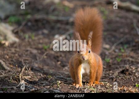 Belle vue de face près de l'écureuil rouge britannique sauvage (Sciurus vulgaris) isolé à l'extérieur sur le sol forestier, sur tous les jours, en hiver matin soleil. Banque D'Images