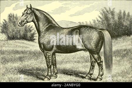 Catalogue de Truman de Haras des pionniers : les importateurs, les exportateurs et les sélectionneurs de Shire, PERCHERON, Belge, Suffolk et Hackney chevaux . PERCHERONS. Sire, KLEBER (41943)- Reveile (48524). Noir, née le 1898. ^ {27081 ROSA, barrage). Sire, KLEBER (41943)- Utema (44448). Noir, née le 1898. Barrage, Rachel (7906). 38. Banque D'Images