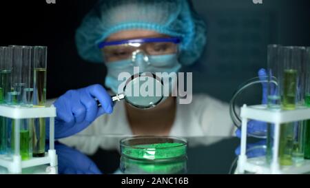 L'analyse des pigments en poudre verte chercheur en boîte de pétri avec loupe Banque D'Images