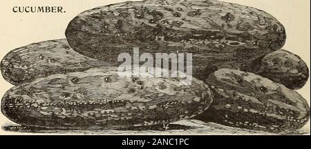 Les prix de gros pour l'échange 1904 : graines de fleurs et légumes bulbes plantes volaille outils, etc . Confabber ^  début Minnesota S U Crosbys Au début, un excellent g confluentes de tri ^ rend parfait géant précoce .. O ^ ^ ^ avoue métropolitaine x  = MOYEN ET I.MANGÉ. Variétés oZf Evergreen précoce - Conjoint S ^ marché de Chicago, ou ^ B Limiter Ballards rerry Z8 hybride, le mieux pour le jardinier contraire Z ^ Moores Début Concord consommer.. - Country Gentleman. Hickox amélioré mexicain noir. ..Conflit., . Consentement ..Conférence. VauRhanS SuRar noir, l'est cultivé conférant Evergreen Copiu Zig Zag Banque D'Images