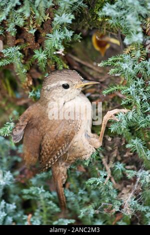 Wren nourrir les bébés dans le nid . Banque D'Images