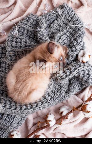 Peu drôle chaton sur plaid tricoté Banque D'Images