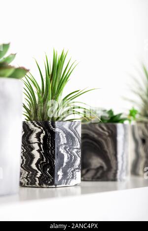 Collection de succulentes géométrique marbré semoirs avec de belles petites plantes succulentes sur plateau blanc contre mur blanc. Décoration de la vie Banque D'Images
