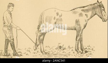 Jesse Beery's système pratique de colt formation . n. Je connais des agriculteurs qui enfreignent leurs poulains avec des bits, et ils ne peuvent pas être utilisées avec easy bits, simplement parce que leur bouche ont été formés et sévère accustomedto bits. Chapitre VIL MAL EN SERVICE DE L'habitude de résister à d'avoir les pieds pris et soumis à la modération, forshoeing est, comme la plupart des autres habitudes pour qui le cheval est l'objet, causée par ignorantbad le traitement. Par un peu de patience, il est rare que les Colts ne peuvent être plus sensibles à soumettre les pieds pour être traitées et le frappa sur l'emplacement désiré. Et oncedone, on peut toujours y faire Banque D'Images