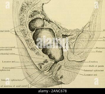 L'anatomie humaine, y compris la structure et le développement et des considérations pratiques . dalbranch de l'artère mésentérique inférieure s'exécute dans la dernière partie du mésentère d thesigmoid, et souvent il se divise en deux branches, en fonctionnant côte à côte sur theback de l'intestin vers le rectum. L'vehis sont éliminés à peu près le même que the artères, mais avec un système de vaisseaux tout droit à partir de l'intestin. Les lymphatiques, qui sont nombreux dans les ganglions lymphatiques, vide-nœuds sur le jiosteriorwall du al&gt;domen, qui sont une partie du même système que ceux de l'smallintestine. Les nerfs sont à partir de la chambre supérieure et Banque D'Images