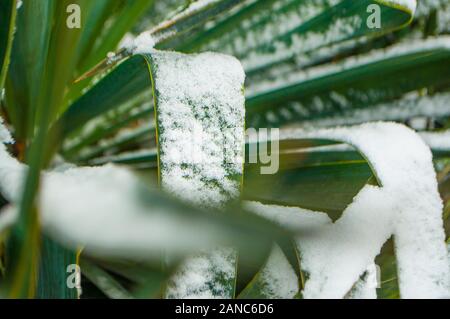 Close up of yucca feuilles avec épines couvertes de neige. Banque D'Images