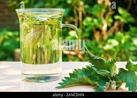 Thé frais à base de plantes d'ortie. Feuilles d'ortie verte dans un verre dans un jardin sur une table en bois avec des feuilles fraîches en premier plan. Ortie commune ou picole Banque D'Images