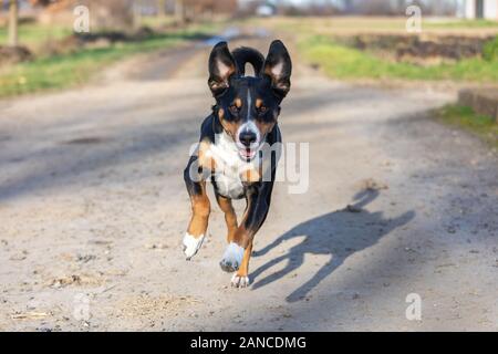 Chien heureux est en cours d'exécution avec flappy oreilles Banque D'Images