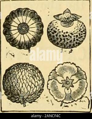 L'Gardeners' chronicle : un journal illustré hebdomadaire de l'horticulture et des sujets . Les ampoules. De ces nous sommes parmi les importateurs, et thelargest peut fournir les racines pour forcer et de la literie de qualité supérieure. Prix descriptif CATALOGUE" lW/*7# #  gratuitement par la poste. PAULS PÉPINIÈRES, Waltham Cross. Les graines. Les meilleurs souches de Vege-table et des graines de fleurs. Sortes essentielles spécialement forue cultivés. Tapis de jardin, fumier, insecticides, et toutes les conditions nécessaires. otherGARDEN Prix CATAXOGUEFree descriptif par la poste. g.§ Pricts* strictement modéré : taux réduits pour les grandes quan-quantités. Examen des fichiers invités. Banque D'Images