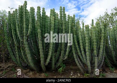 Euphorbia virosa,Gifboom ou poison,arbre,euphorbe euphorbes,Euphorbiaceae,plante toxique,plantes,thron,épines,plantes,de plantes indigènes de Namibie Namibie,Flore,RM Banque D'Images