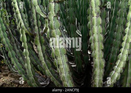 Euphorbia virosa,Gifboom ou poison,arbre,euphorbe euphorbes,Euphorbiaceae,plante toxique,plantes,thron,épines,plantes,de plantes indigènes de Namibie Namibie,Flore,RM Banque D'Images