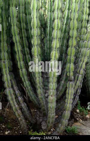 Euphorbia virosa,Gifboom ou poison,arbre,euphorbe euphorbes,Euphorbiaceae,plante toxique,plantes,thron,épines,plantes,de plantes indigènes de Namibie Namibie,Flore,RM Banque D'Images