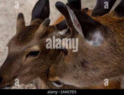 Friendly deer vivant dans les jardins du temple de Nara et l'île de Miyajima, Japon Banque D'Images