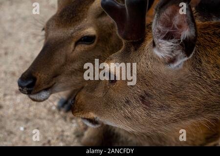 Friendly deer vivant dans les jardins du temple de Nara et l'île de Miyajima, Japon Banque D'Images