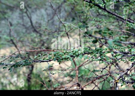 Senegalia mellifera subsp detinens,Acacia mellifera,common thorn tree, prunellier, Swarthaak,plantes,de plantes indigènes de Namibie Namibie,Fleurs,RM Banque D'Images