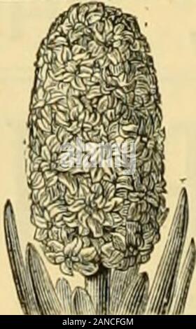 L'Gardeners' chronicle : un journal illustré hebdomadaire de l'horticulture et des sujets . Les ampoules. De ces nous sommes parmi les importateurs, et thelargest peut fournir les racines pour forcer et de la literie de qualité supérieure. Prix descriptif CATALOGUE" lW/*7# #  gratuitement par la poste. PAULS PÉPINIÈRES, Waltham Cross. Les graines. Les meilleurs souches de Vege-table et des graines de fleurs. Sortes essentielles spécialement forue cultivés. Tapis de jardin, fumier, insecticides, et toutes les conditions nécessaires. otherGARDEN Prix CATAXOGUEFree descriptif par la poste. g.§ Pricts* strictement modéré : taux réduits pour les grandes quan-quantités. Examen des fichiers invités. Banque D'Images