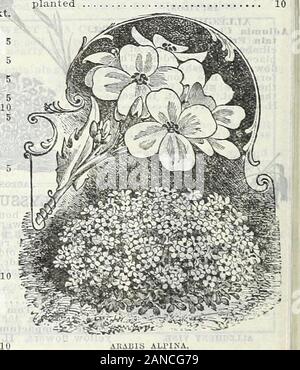 Ferme et jardin de printemps annuel, 1906 . andiflora Alba-UN Pkt.nouvelle variété, à très grandes fleurs blanc-neige,qui areproduced en grande abondance... Chrysantha-fleur, jaune vif-ing librement tout l'été. 4 pieds. . Coerulea-porcelaine bleu, cen-ter pétales blanc, 2 pieds glandulosa (vrai)-1-bleu et blanc,W2 pieds Skinncrii-rouge et jaune, 1 % ft. ARABIS mixte choix. Alpina - Une usine de floraison précoce, bien adapté pour les frontières et gainé cuir blanc. Fleurs blanc pur ; hauteur 15 cm. H. P ARCTOTIS GRANDIS.I.L'Afrique de l'ILAC Daisy. Un annualfrom remarquablement beau sud, formant de nombreux branchedbushes, 2 à 3 Banque D'Images