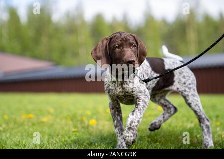 Vorster Puppy à l'extérieur en Suède Banque D'Images