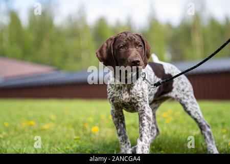 Vorster Puppy à l'extérieur en Suède Banque D'Images