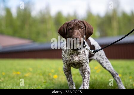 Vorster Puppy à l'extérieur en Suède Banque D'Images