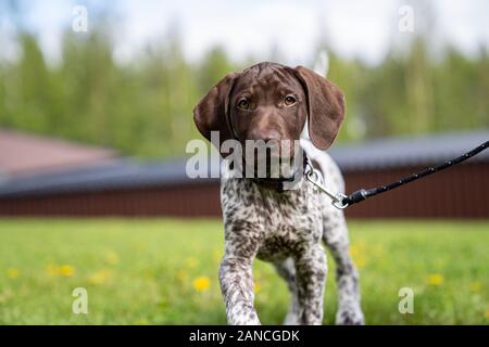 Vorster Puppy à l'extérieur en Suède Banque D'Images