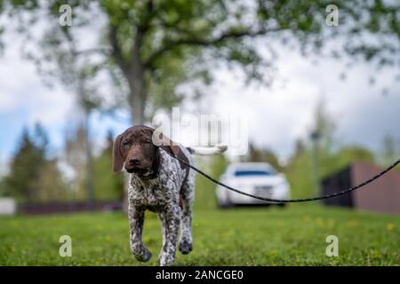 Vorster Puppy à l'extérieur en Suède Banque D'Images