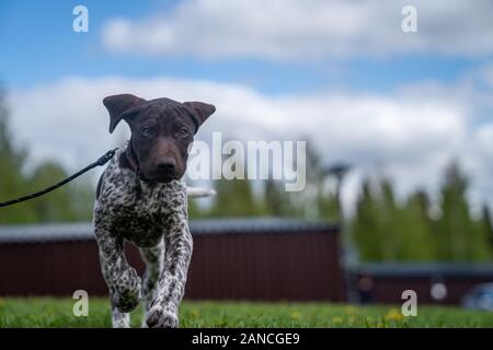 Vorster Puppy à l'extérieur en Suède Banque D'Images