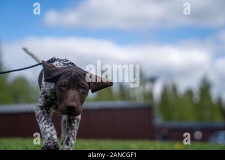 Vorster Puppy à l'extérieur en Suède Banque D'Images