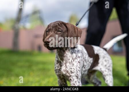 Vorster Puppy à l'extérieur en Suède Banque D'Images