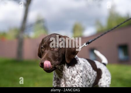 Vorster Puppy à l'extérieur en Suède Banque D'Images