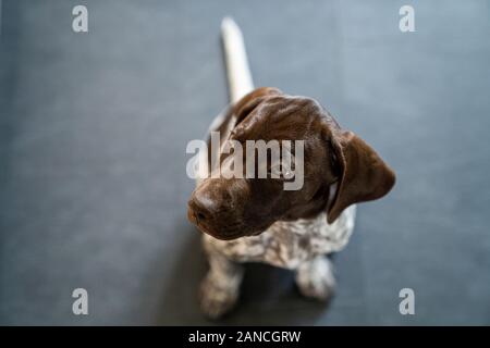 Vorster Puppy à l'extérieur en Suède Banque D'Images