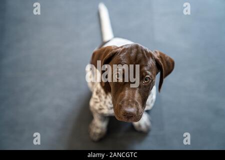 Vorster Puppy à l'extérieur en Suède Banque D'Images