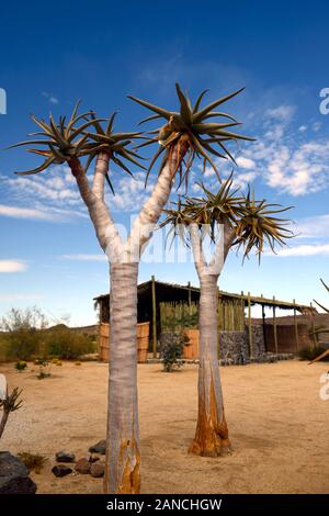 Quiver Tree,arbres,Kokerboom,Aloe dichotoma,succulentes succulentes,affichage,,affiche,, Désert du Namib,Garderie,isu de la Réserve Naturelle du Mont Brandberg en Namibie,RM,UN Banque D'Images